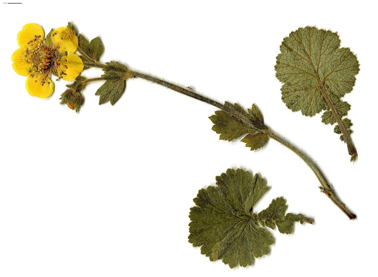 Geum pyrenaicum (Rosaceae)